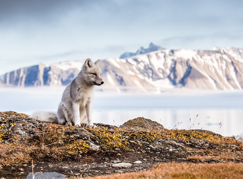 Spitzbergen mit Polarfuchs